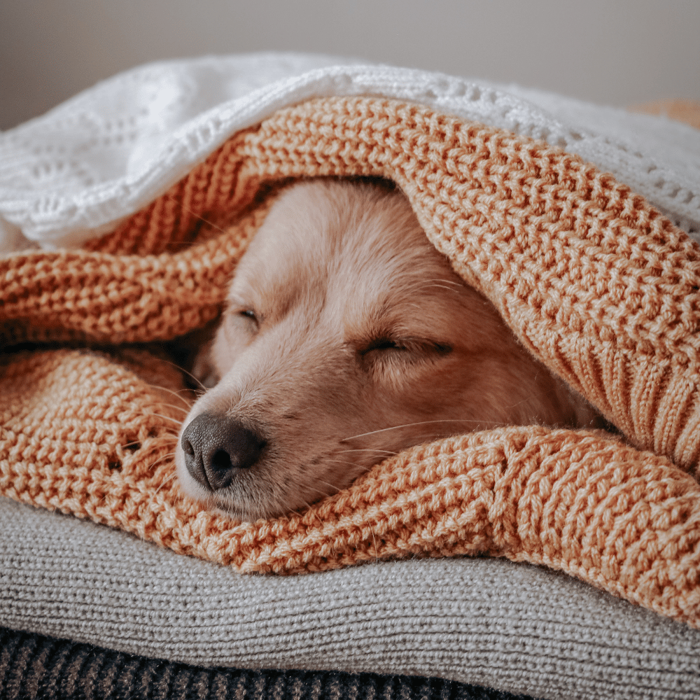 The best positions for your pets to sleep comfortably