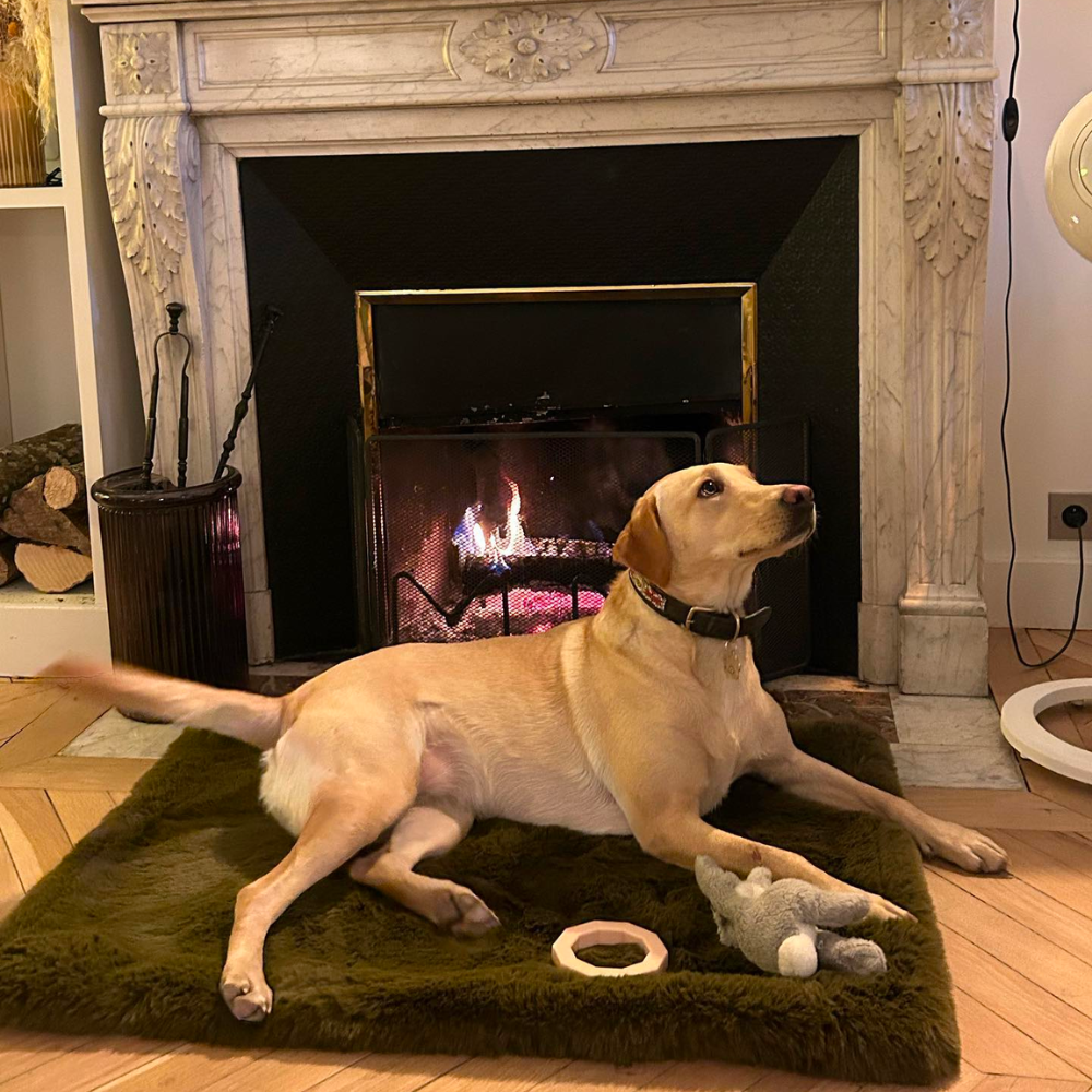 The best habits to help your pet sleep more soundly