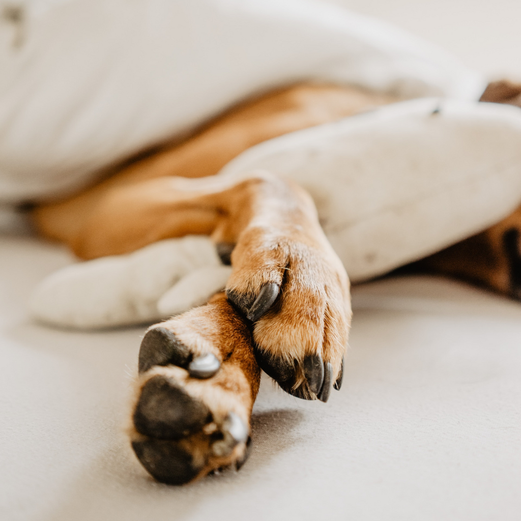 The most common sleeping mistakes for dogs and cats and how to correct them