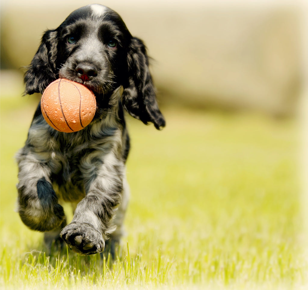 The benefits of regular exercise for dogs and cats