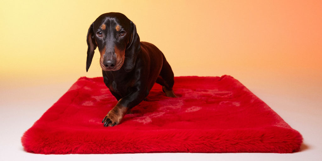 Le Tapis Rouge Paris - Luxury synthetic fur rugs for dogs and cats